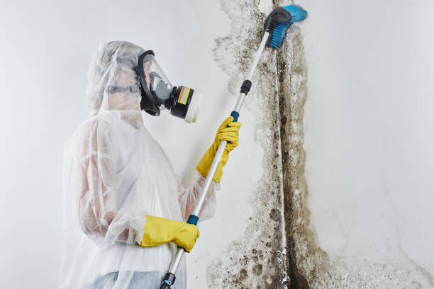 Walls, MS Mold Removal Company